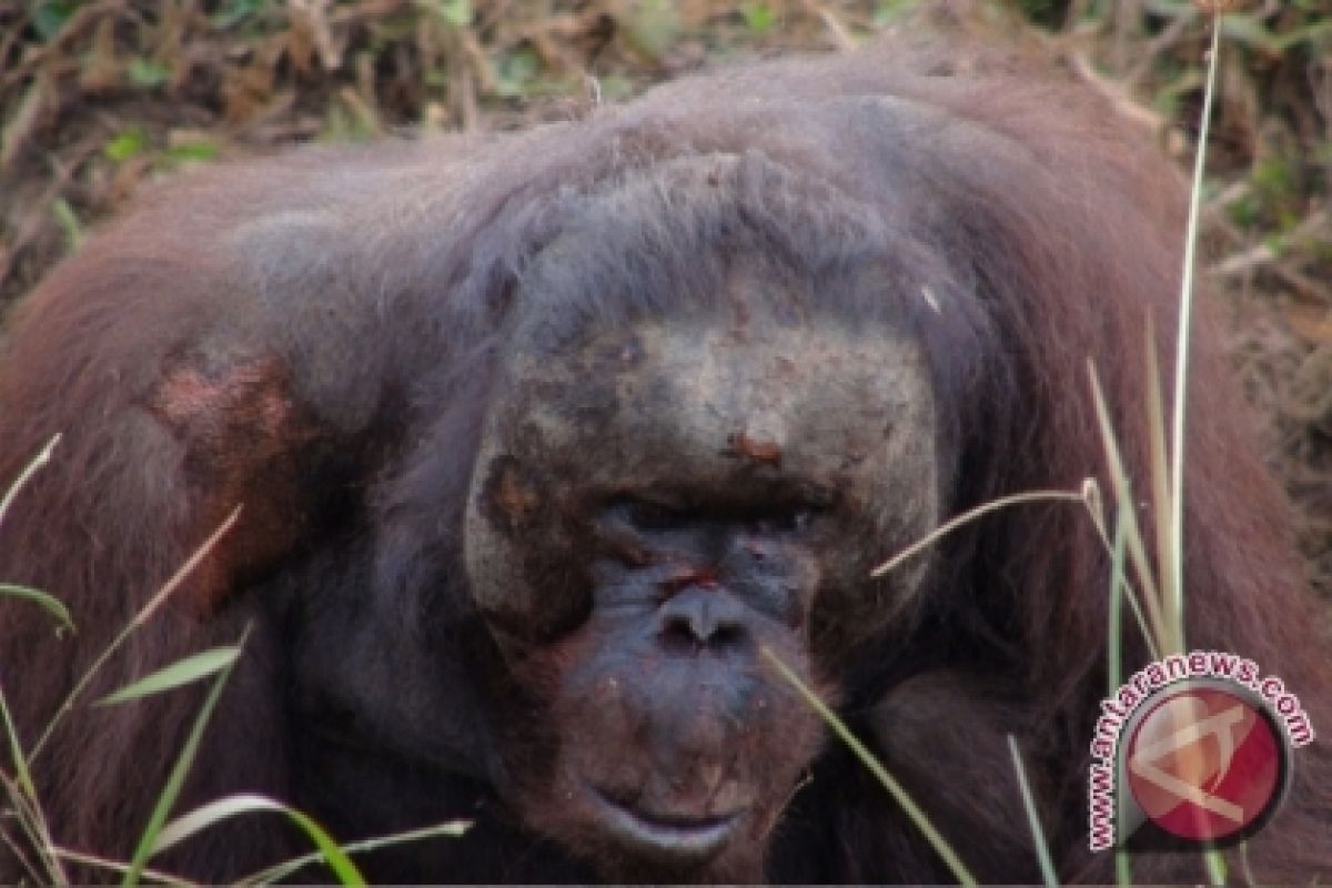 Warga Takut Beri Keterangan Pembantaian Orangutan