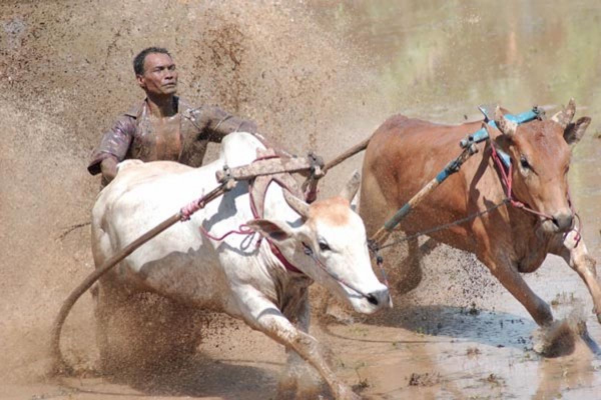 Dukungan Mematenkan Balapan "Pacu Jawi" Tanah Datar