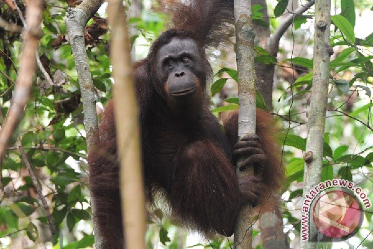 Polres Kutai Timur dalami pembantai orangutan