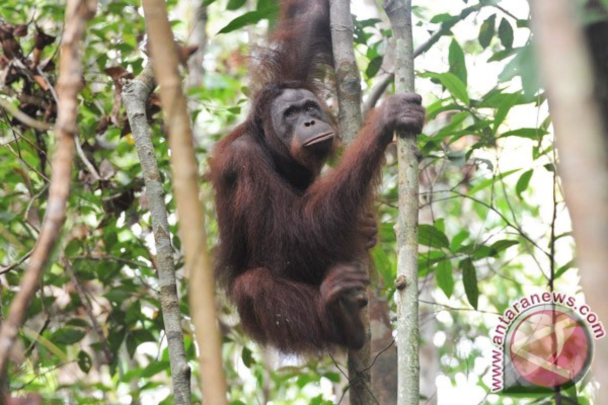 Cabut izin perkebunan yang terlibat pembantaian orangutan