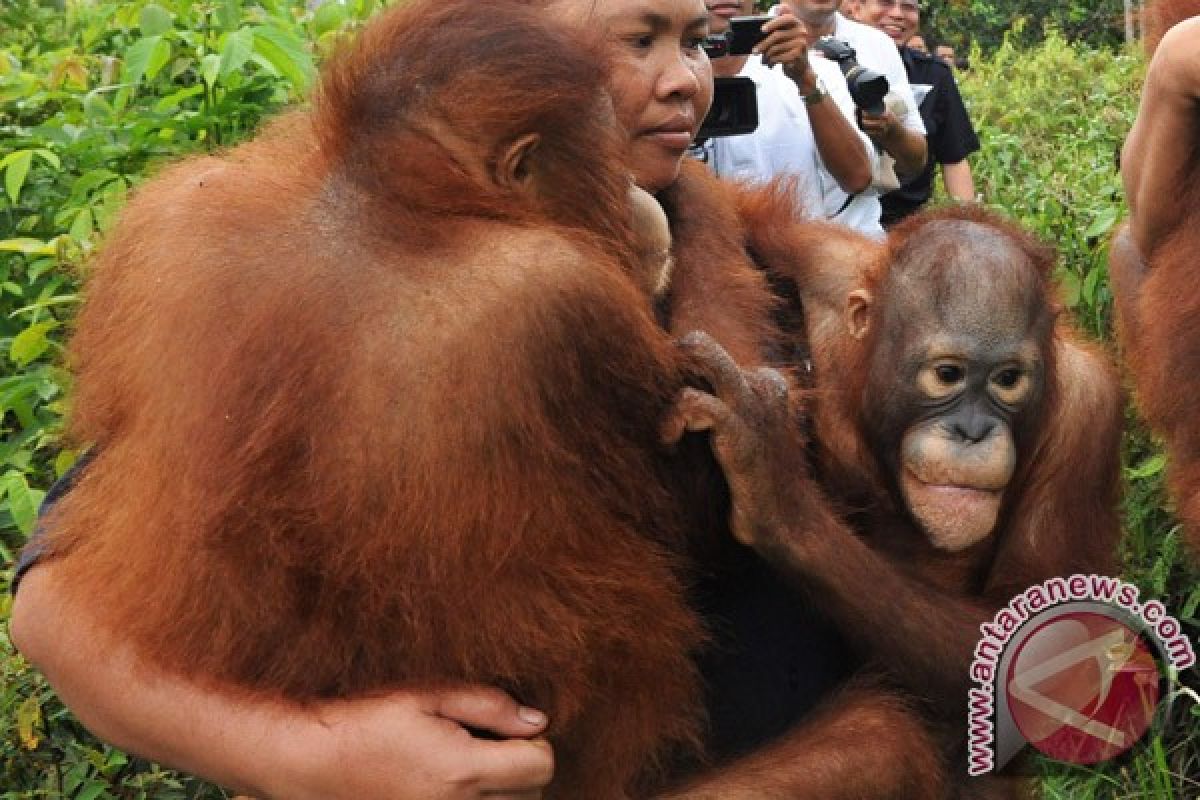 Emerging evidence sheds some light on orangutan killing case