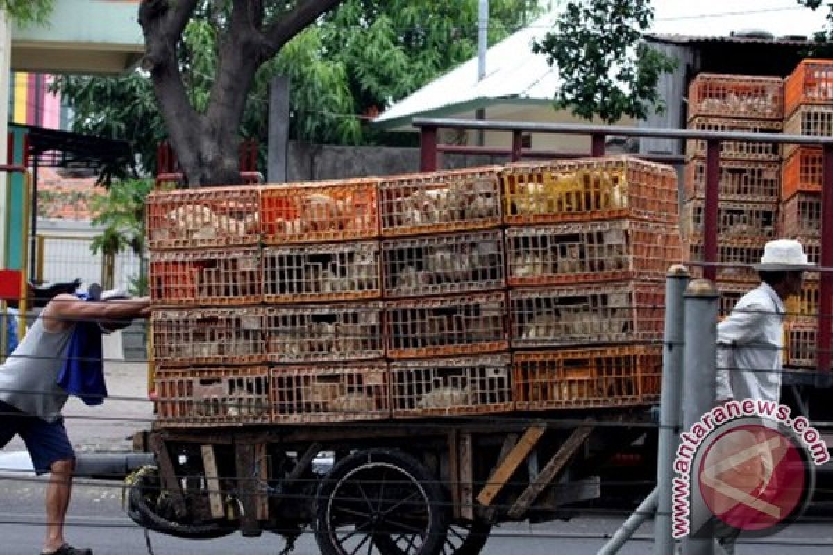 Pakar: Virus flu burung dapat dikendalikan dengan pemanasan