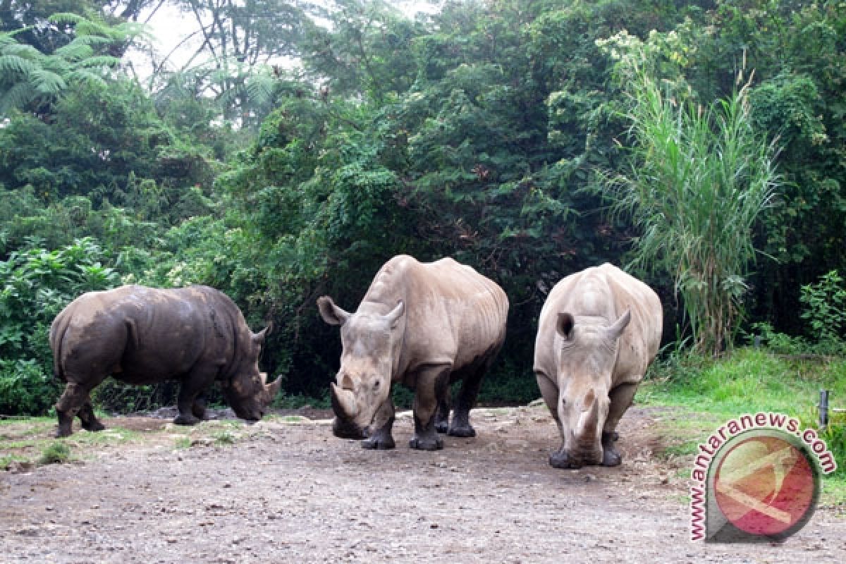 Sumatran Rhino In Way Kambas To Deliver Soon