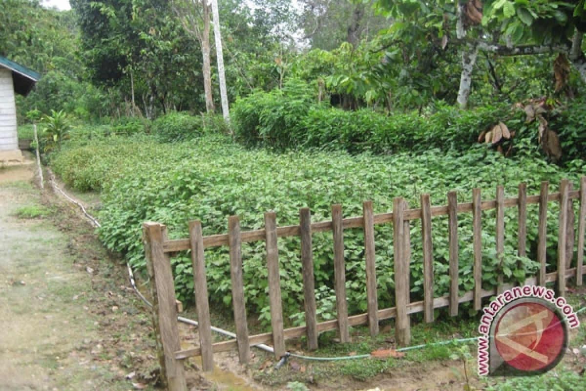 Bina Insani Bantu Petani Wawonii Kembangkan Nilam