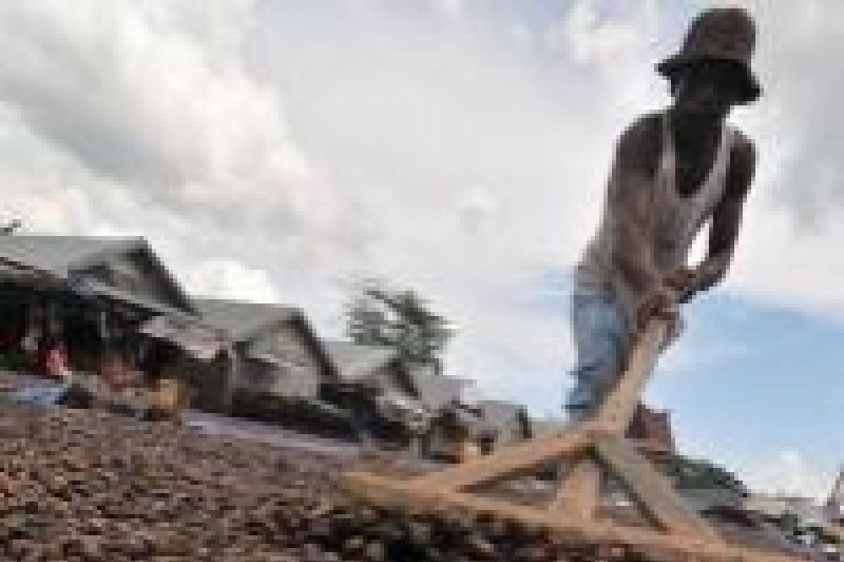 Petani Konawe Selatan pilih kembangkan jahe