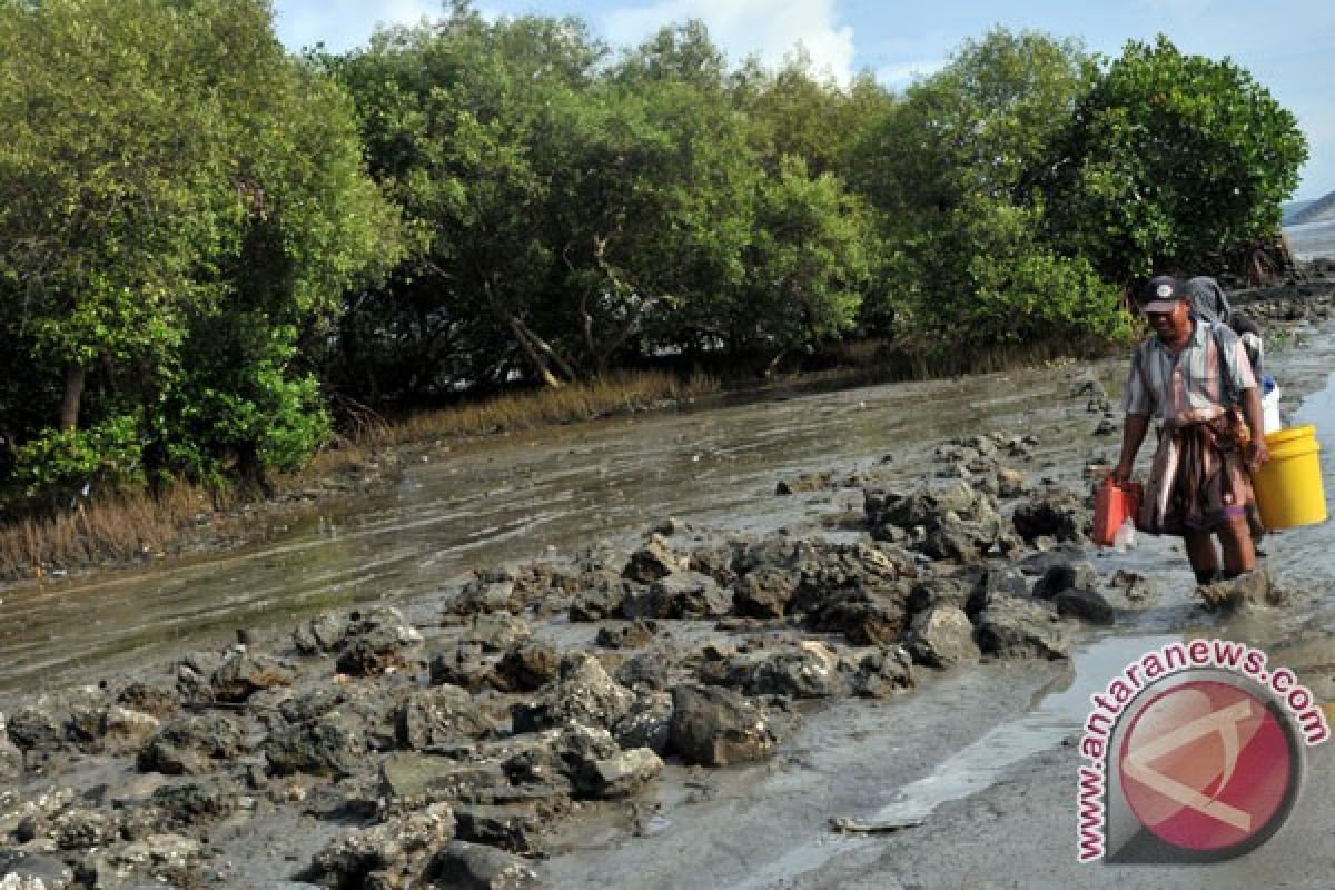 Buah mangrove bisa jadi tepung kue 