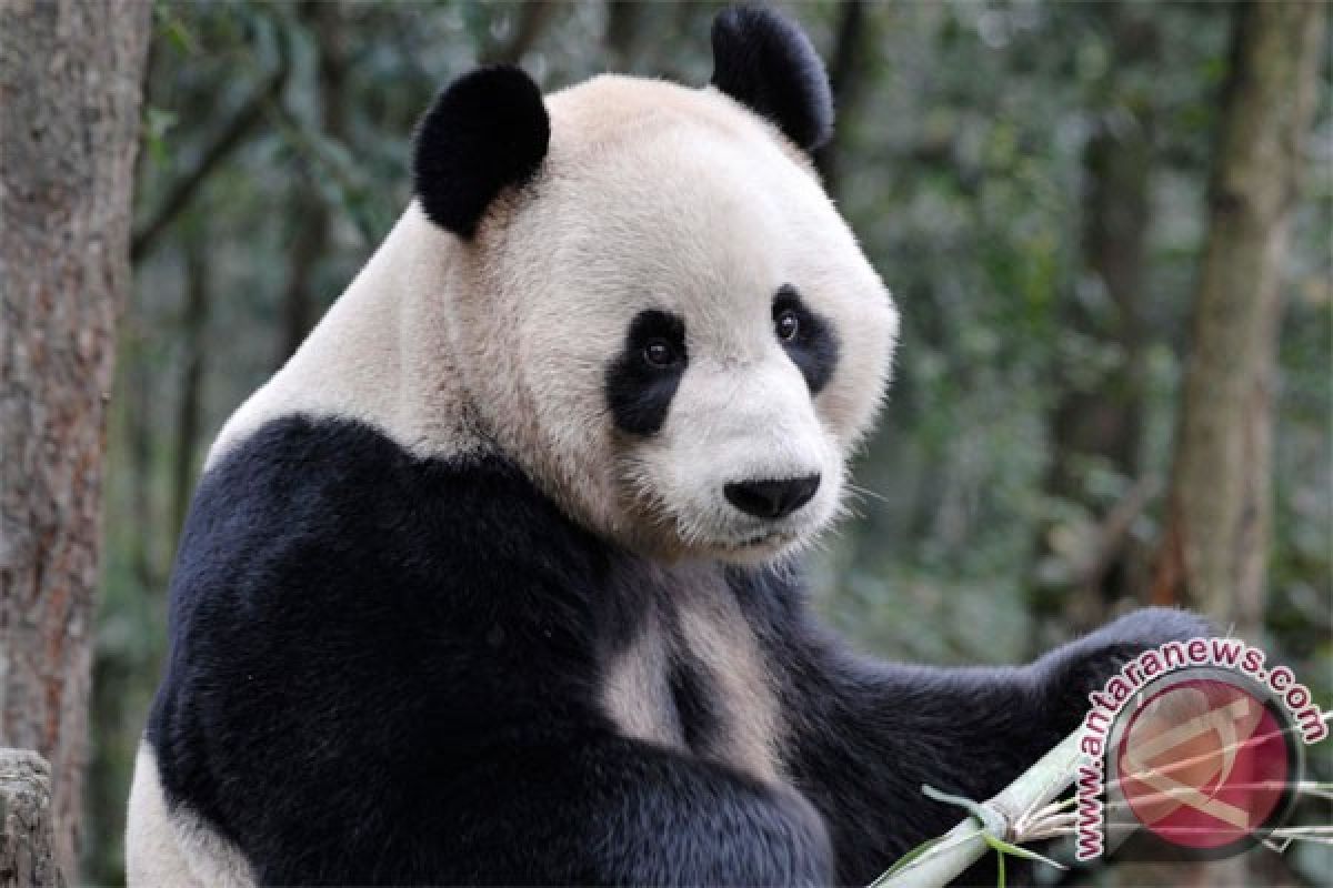 Indonesia, China to exchange komodo with panda