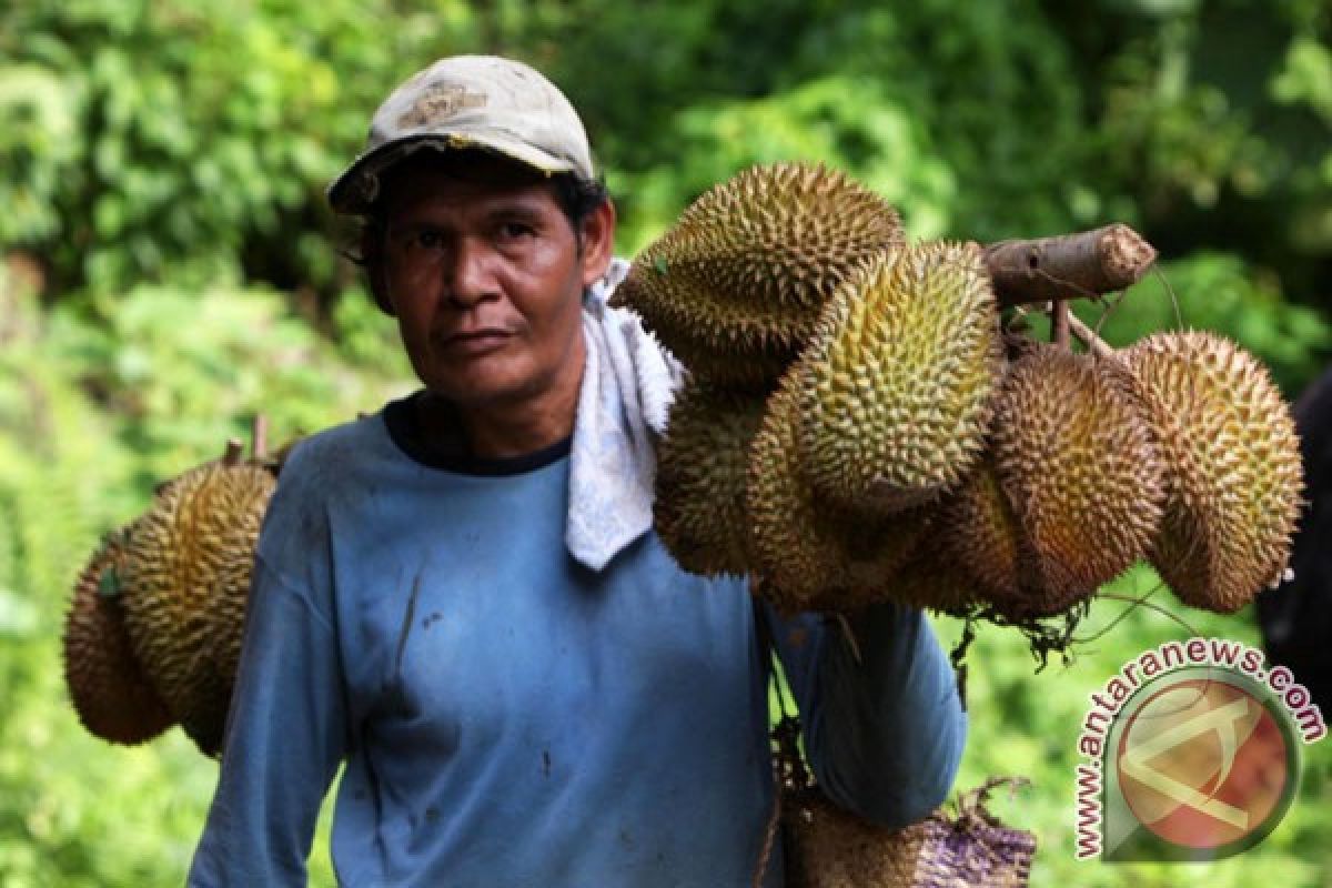 Riset: kandungan protein olahan limbah biji durian baik untuk bayi