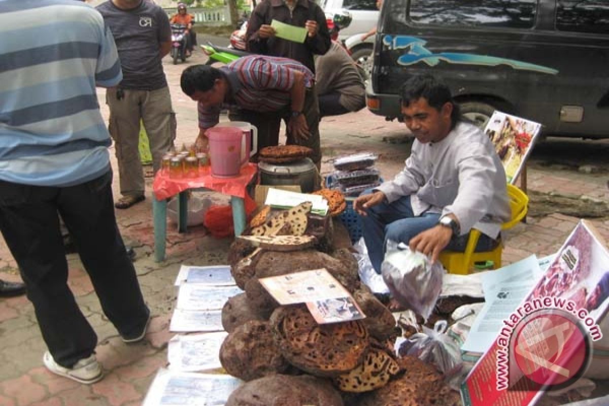 Pejual Sarang Semut Asal Papua Diserbu Konsumen