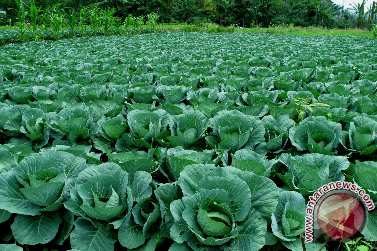 Berkebun sayuran di pekarangan rumah