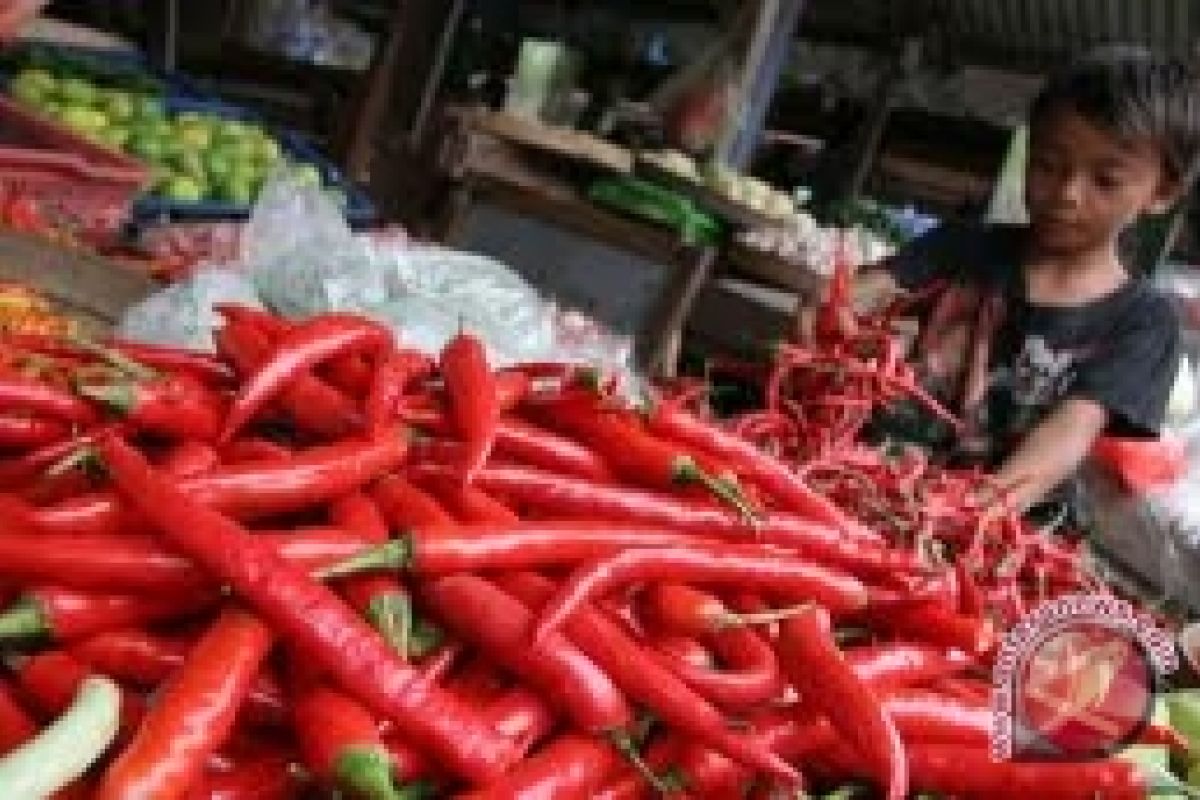 Harga cabai merah di Bengkulu capai Rp80 ribu/kg