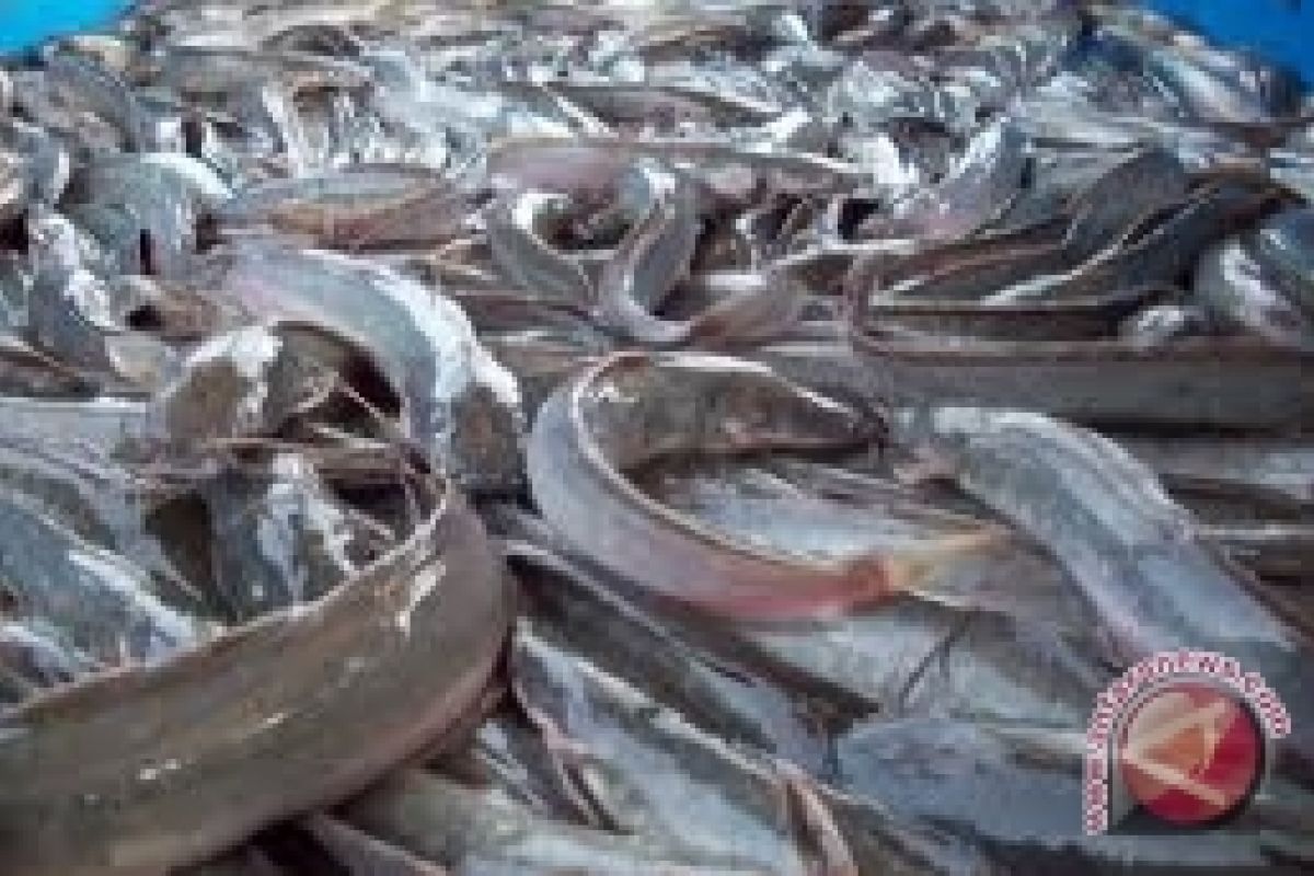 Harga ikan air tawar di  Bengkulu Stabil