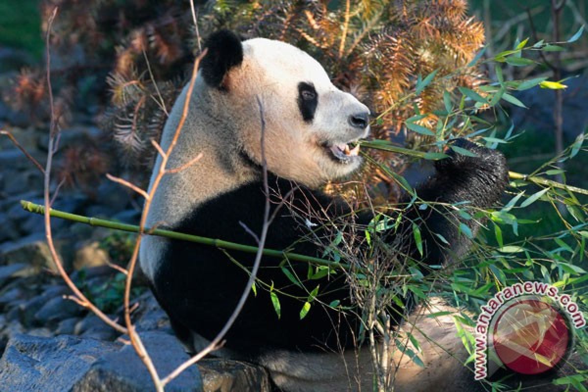 Kemampuan panda mencerna bambu buruk