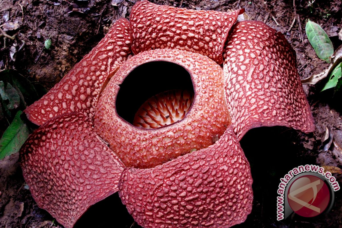 Dua Rafflesia Arnoldii Mekar Di Bengkulu Tengah