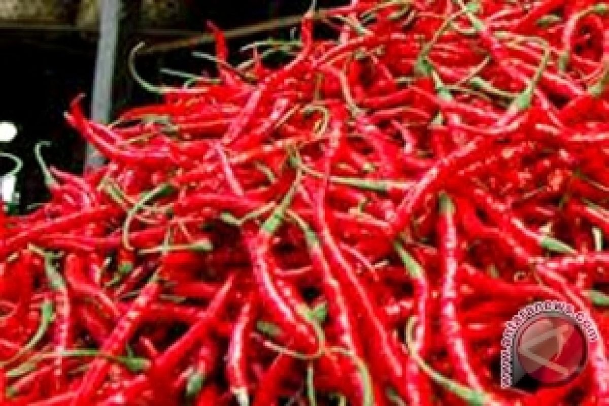 Harga cabai merah anjlok Rp500 per kilogram