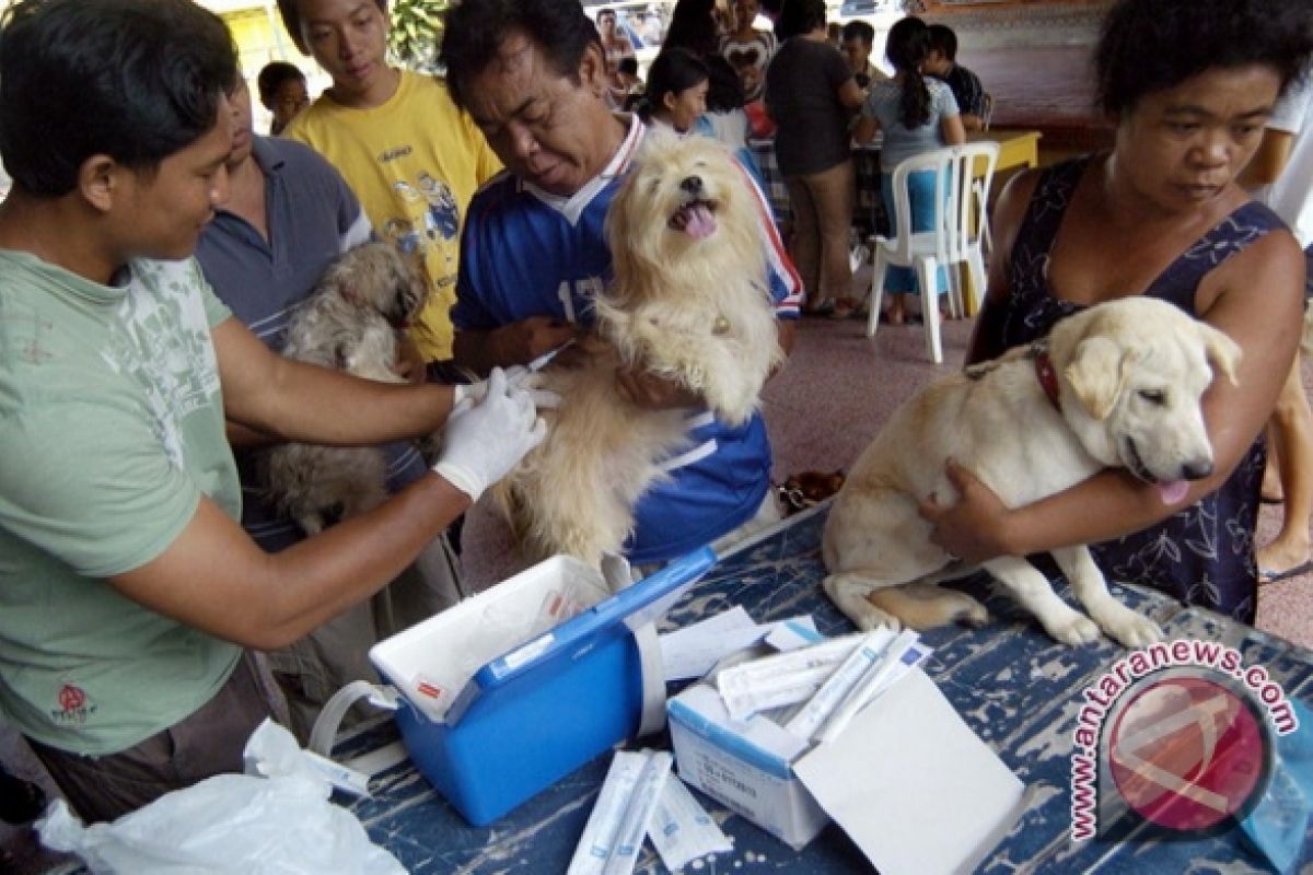 Disnak Bengkulu  vaksin 6.000 hewan penular rabies