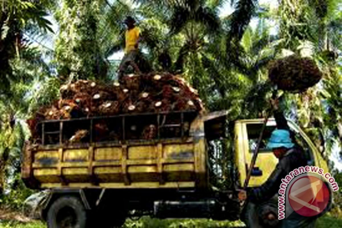 Harga minyak sawit mentah Sumsel turun