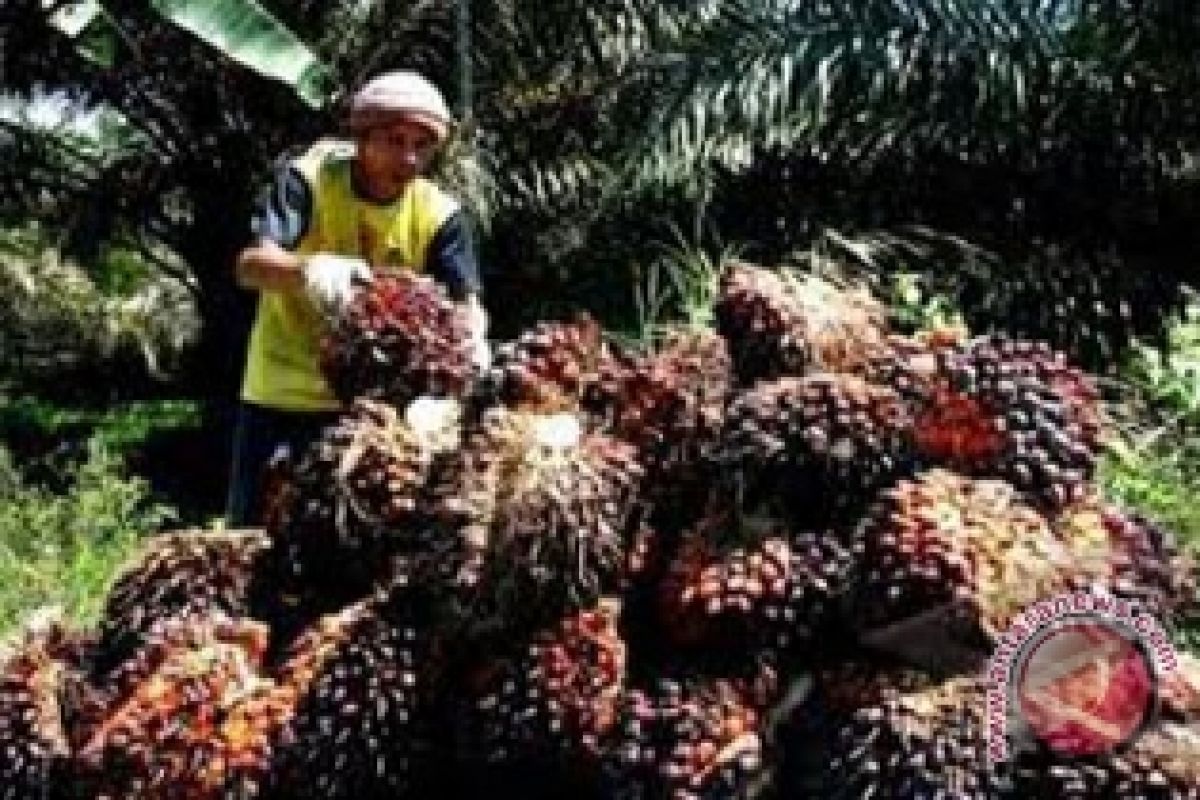 Harga rendah, petani telantarkan kebun sawit