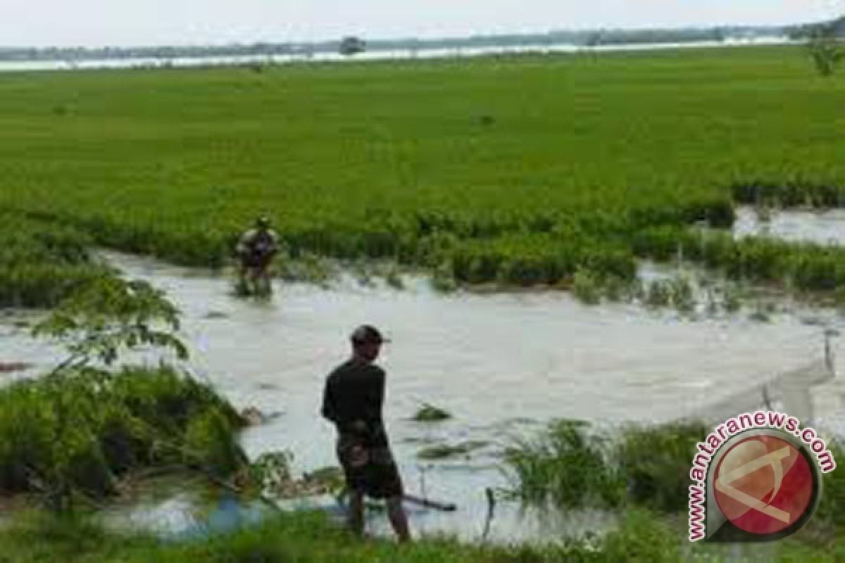 Banjir Musi Rawas rendam 250 HA sawah