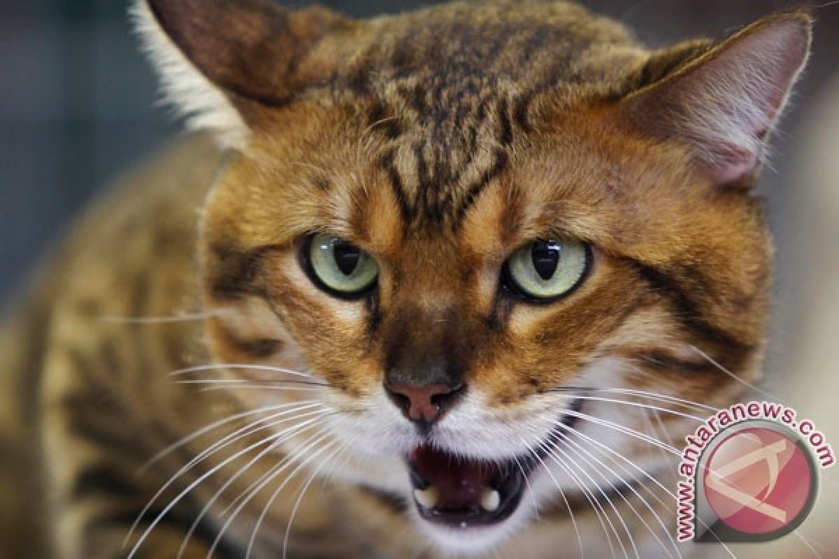 Kucing rumah serang bayi di Oregon