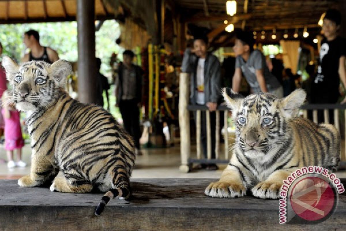 Visitors throng Bali Zoo during Idul Fitr holiday 