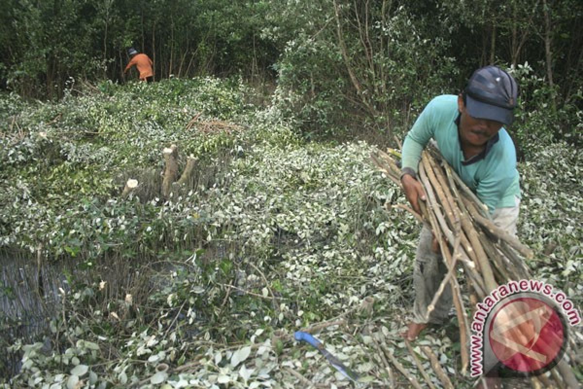 Limbah mangrove diolah jadi pewarna batik