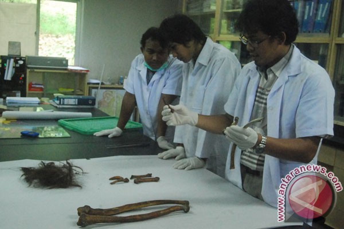 Peneliti  identifikasi kerangka orangutan yang dibantai