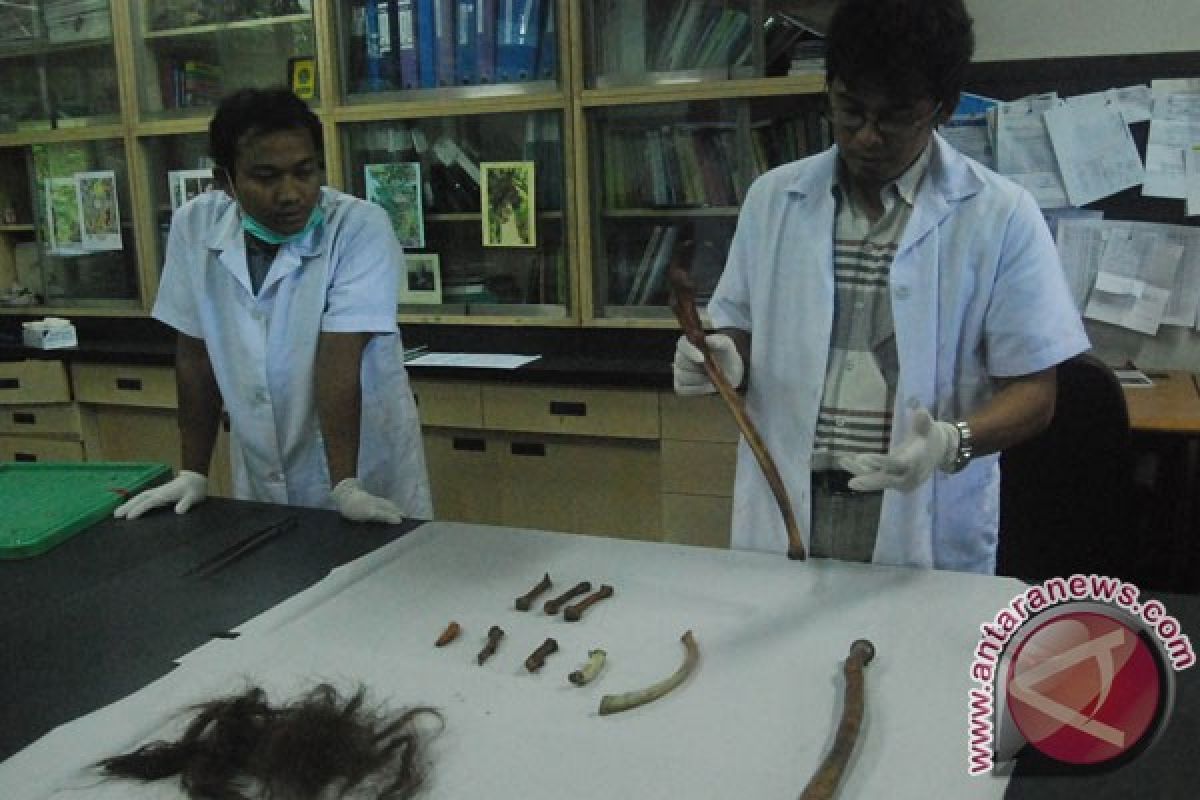 Periksa puluhan saksi, polisi bertekad singkap misteri orangutan mati