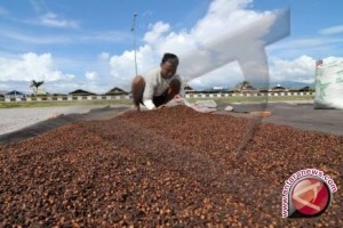 Cengkih Lampung Barat Membaik