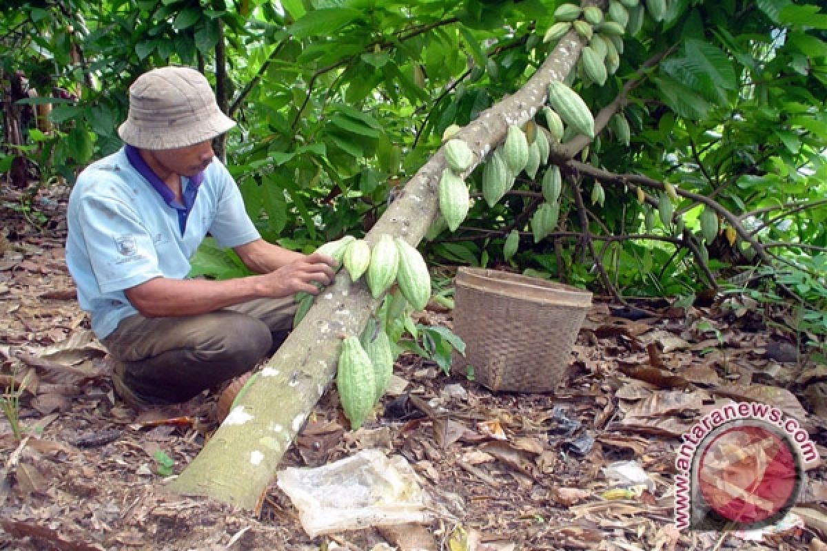 Pekebun Sulit Atasi Penyakit Busuk Buah