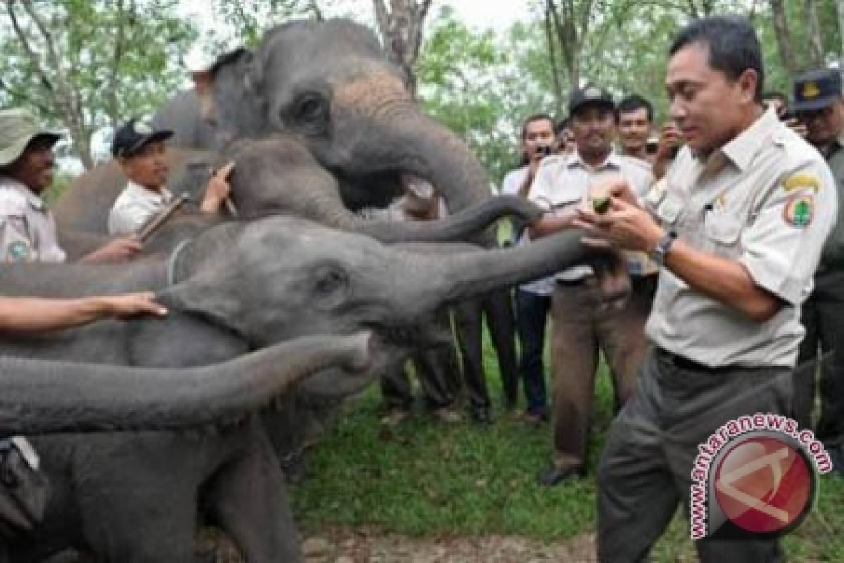 Gajah Liar Dihalau Ke Way Kambas   