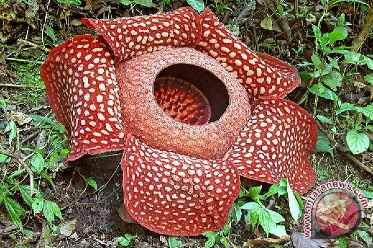 Bunga Rafflesia dan Kibut mekar di Lebong