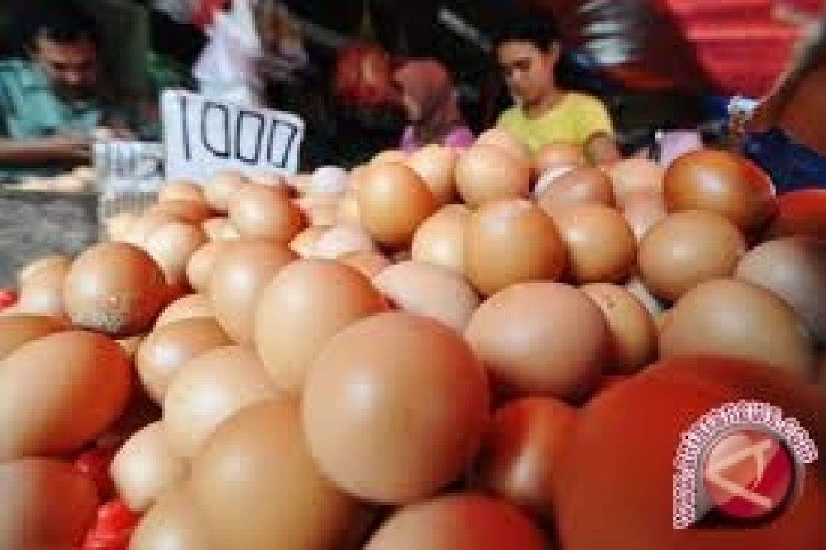 Kebutuhan telur Bengkulu dipasok dari Medan
