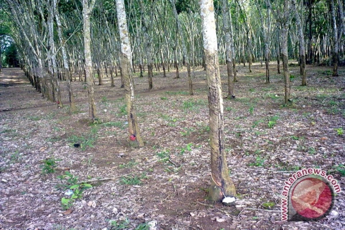 Kebun karet petani terendam banjir