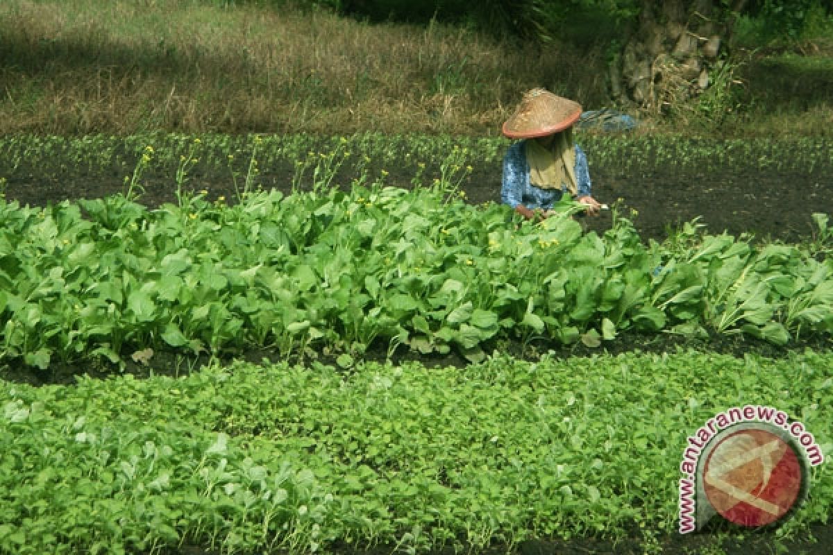 Petani sayur Rejanglebong keluhkan keong mas