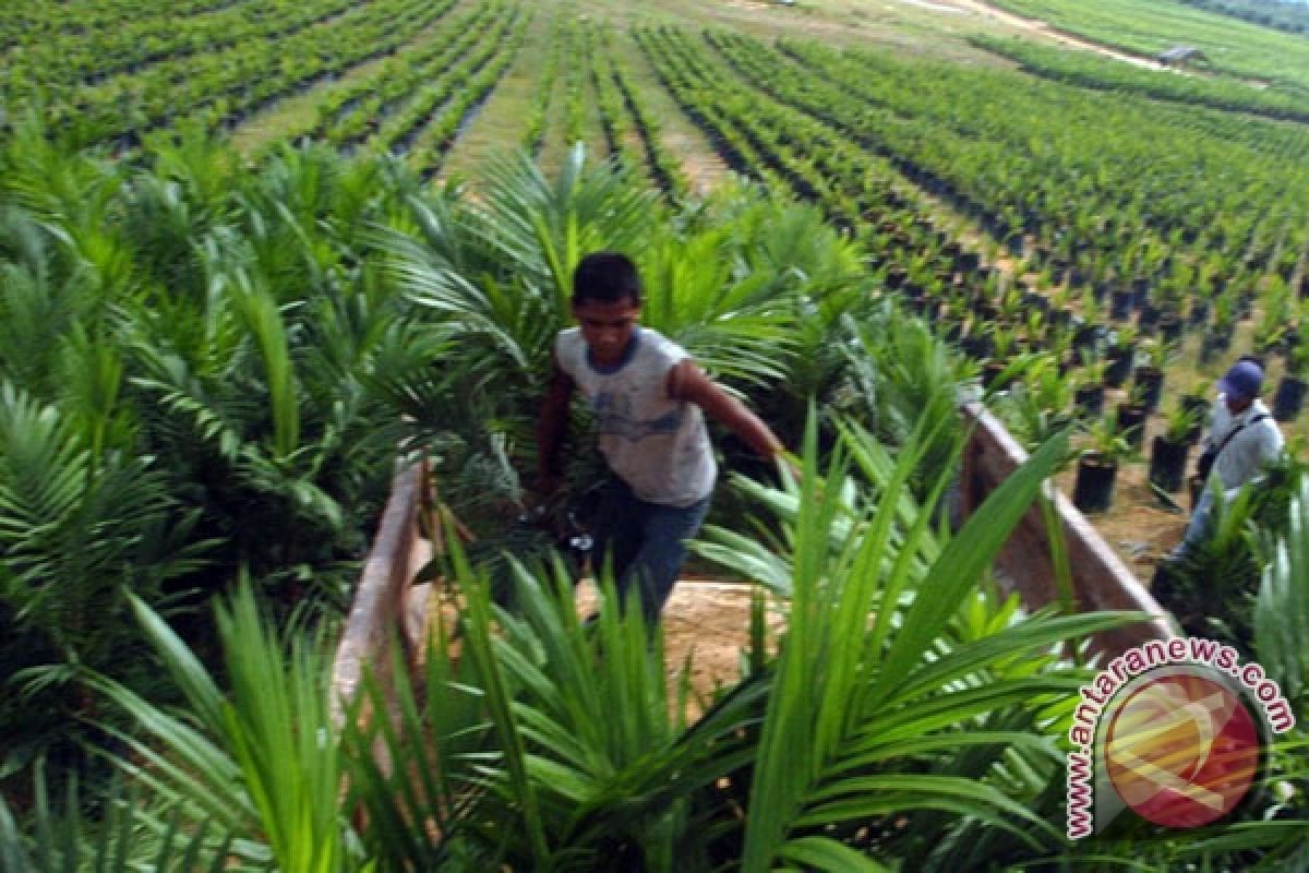 Petani minta pabrik bantu bibit sawit unggul