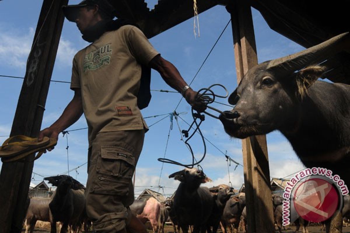 Disnak Lebak targetkan swasembada daging kerbau 2014