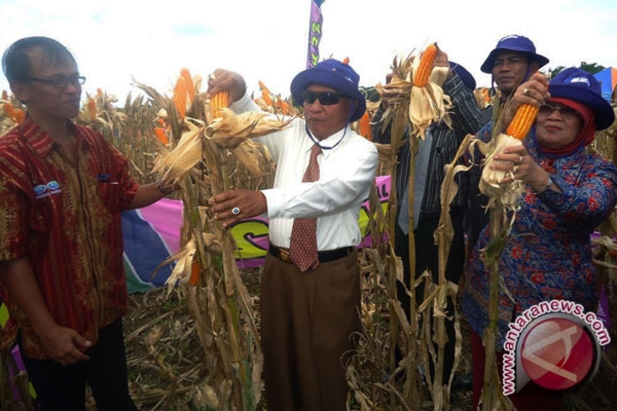 Petani perlu optimalkan panen jagung 