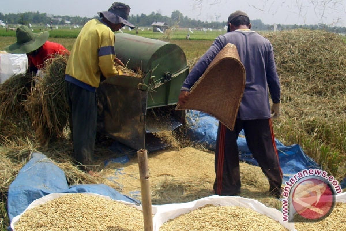 BPS: Produksi padi Bengkulu 593 ribu ton