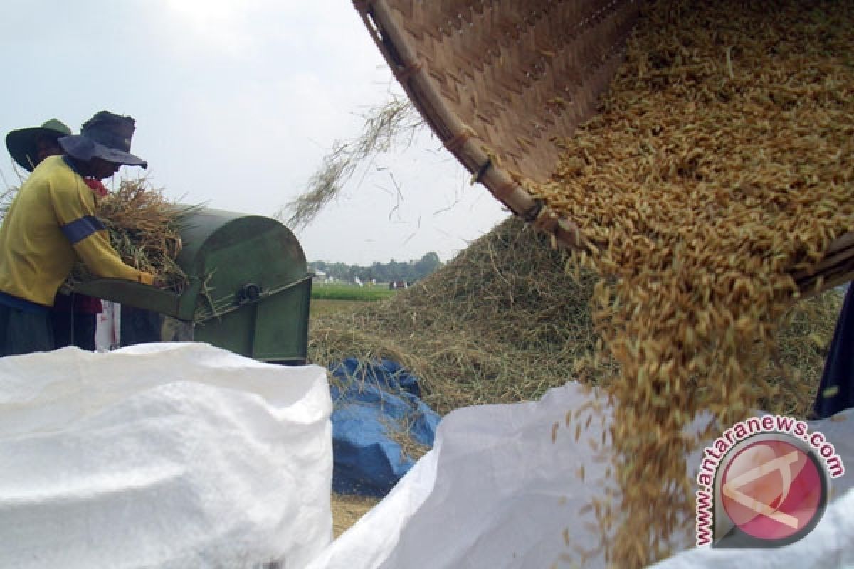 Produksi gabah petani Mukomuko turun