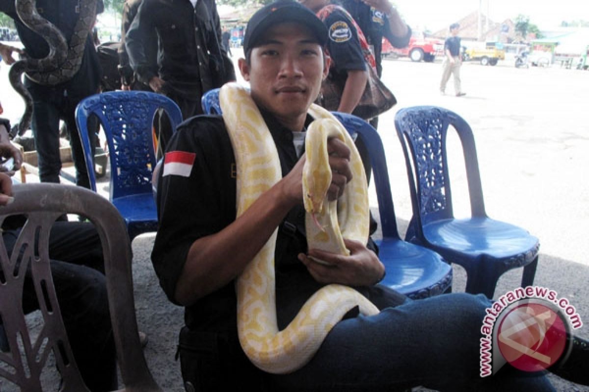 Ular Sanca di Jakarta Utara Tidak Makan Korban