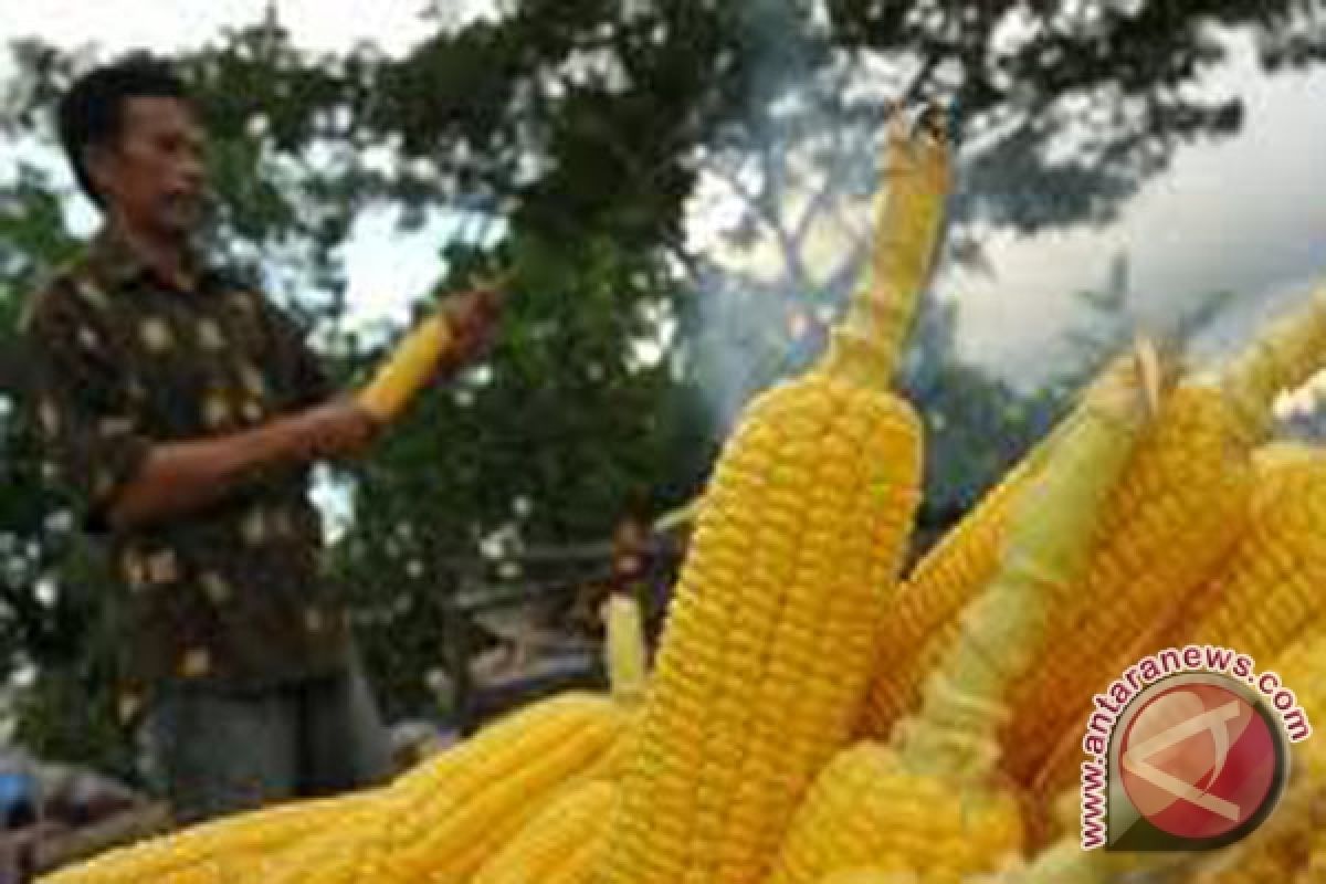 Petani jagung di Musirawas sulit mencari pasar