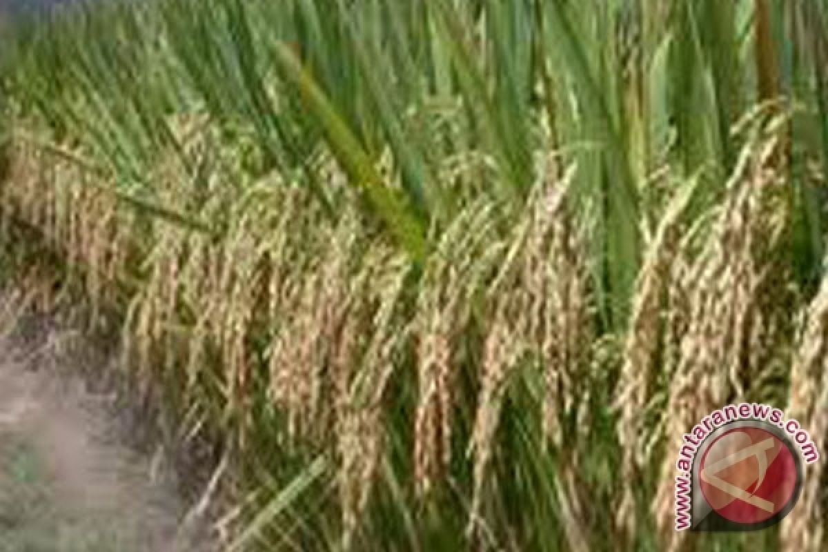 Target penanaman padi Bengkulu capai 78 persen