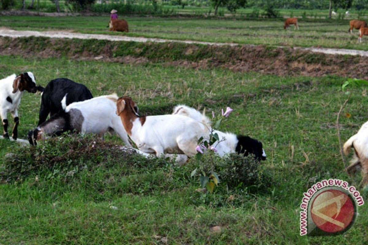 Pemkab siapkan 590 sapi untuk kebutuhan masyarakat 