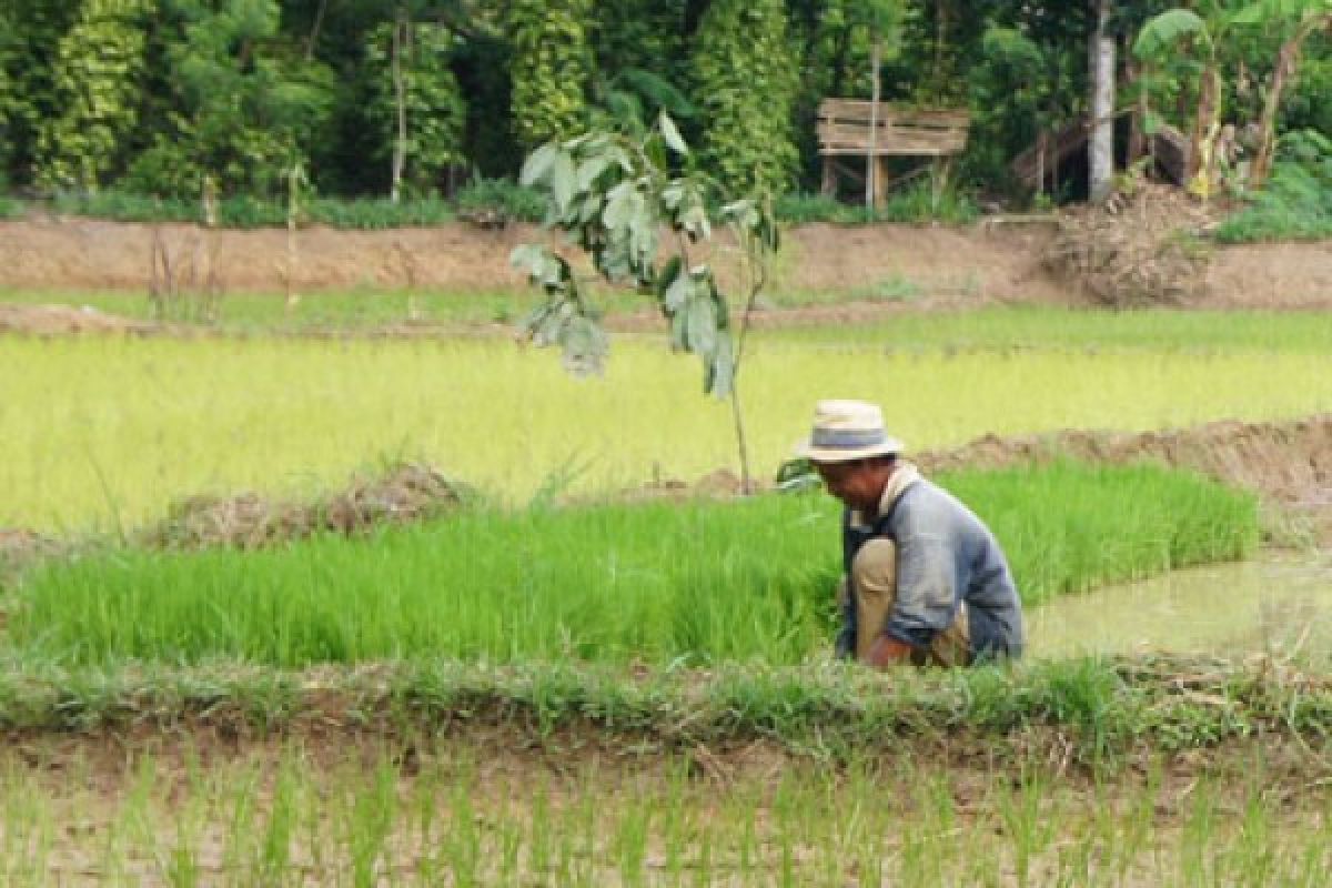 Ansor Waykanan Belajar Membuat Pupuk