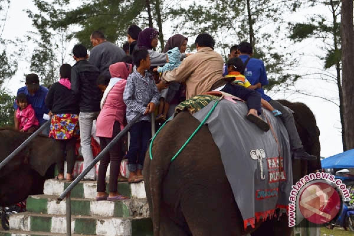 Atraksi gajah hibur pengunjung pantai Batu Badoro 