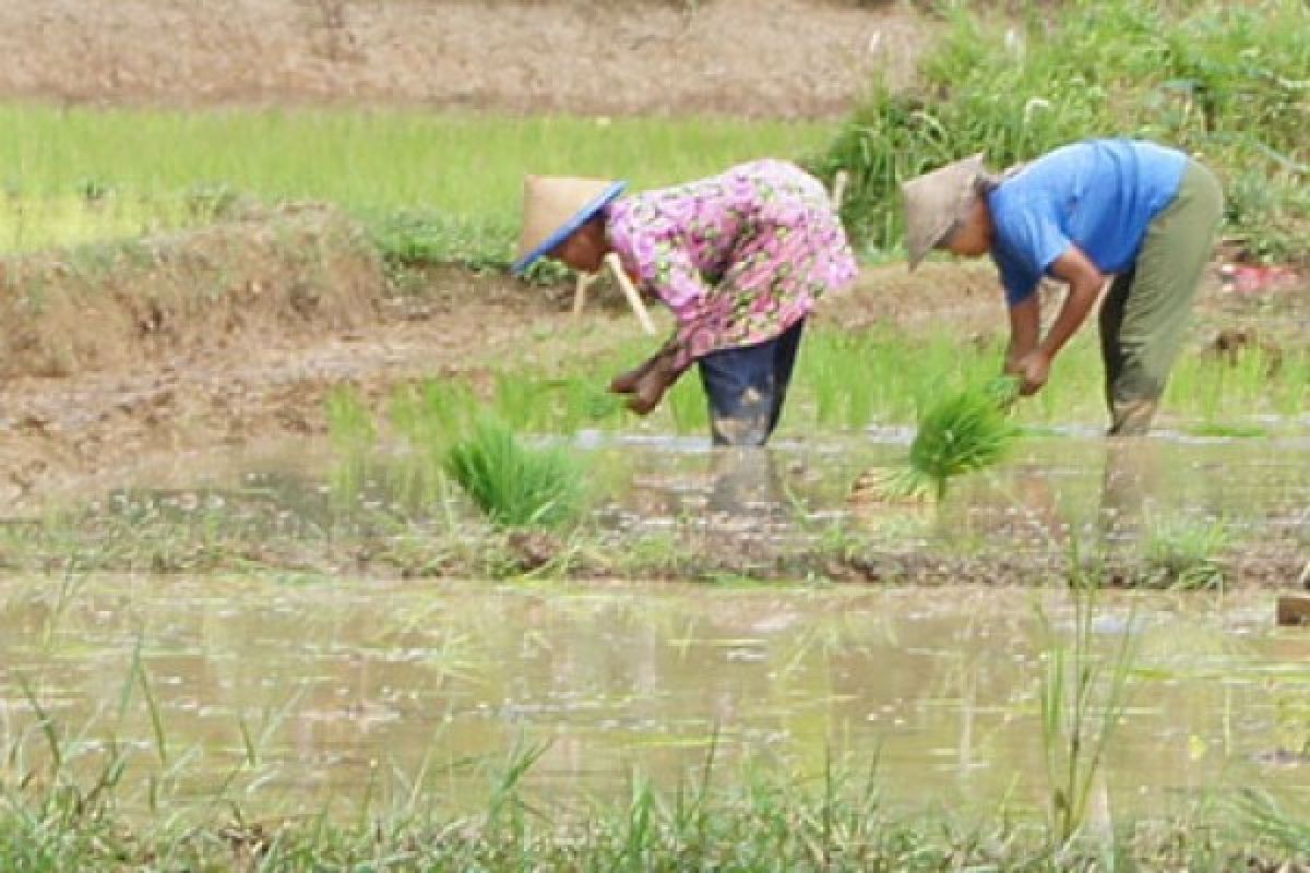 Petani Terbantu Budidaya Benih