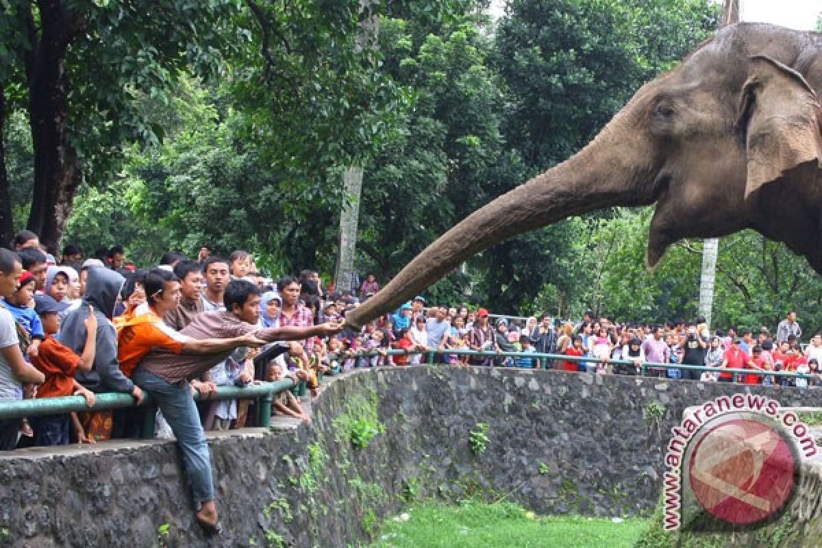 Puluhan ribu pengunjung padati Taman Margasatwa Ragunan