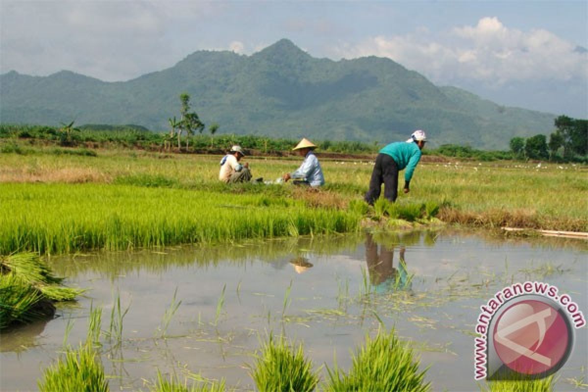 Merauke diprediksi mampu produksi padi 1,5 juta ton