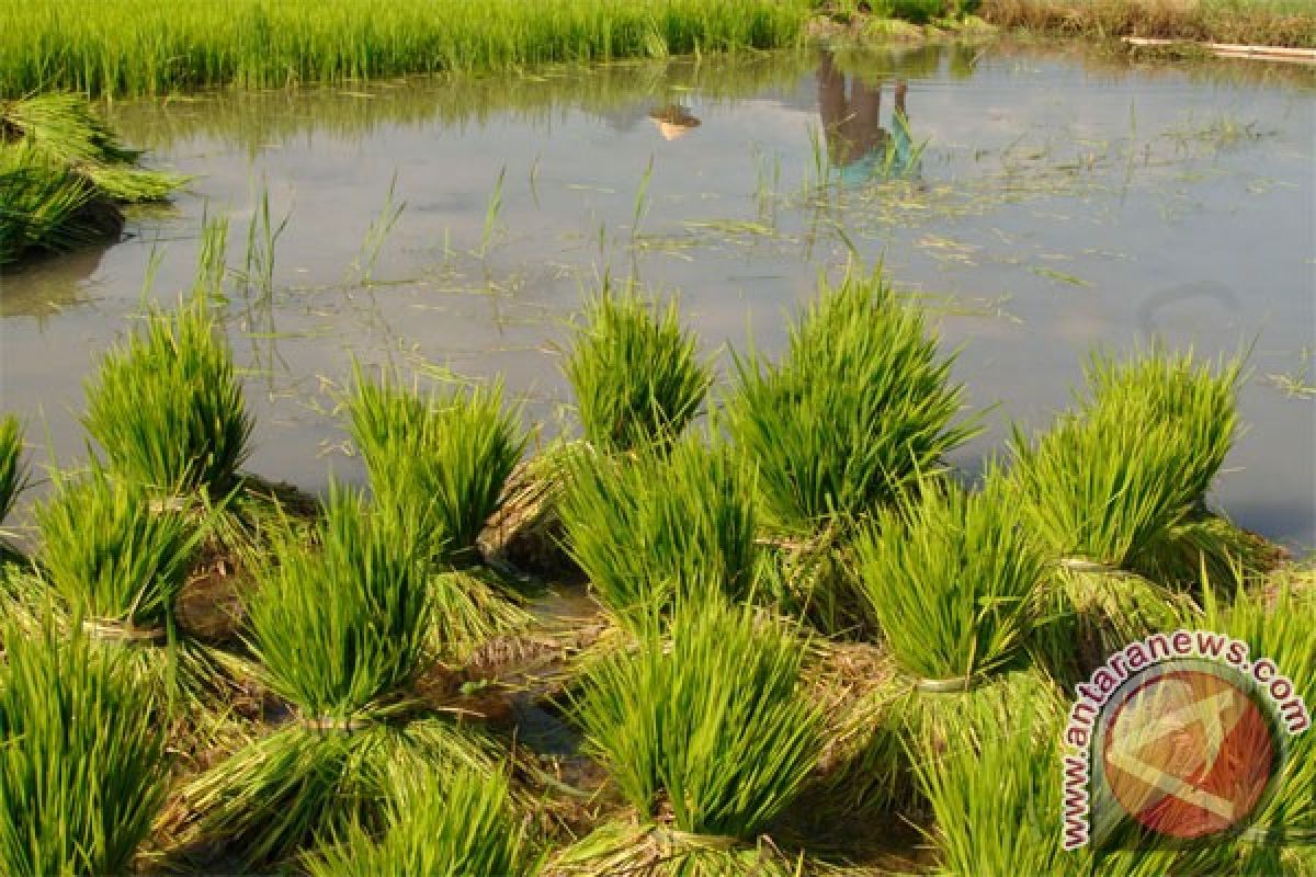 Keberadaan lumbung pangan masyarakat mulai dirasakan petani